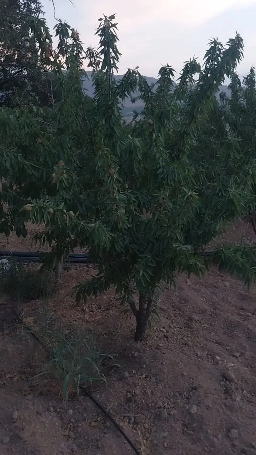 فروش زمین کشاورزی|فروش زمین و ملک کلنگی|زاینده رود, |دیوار