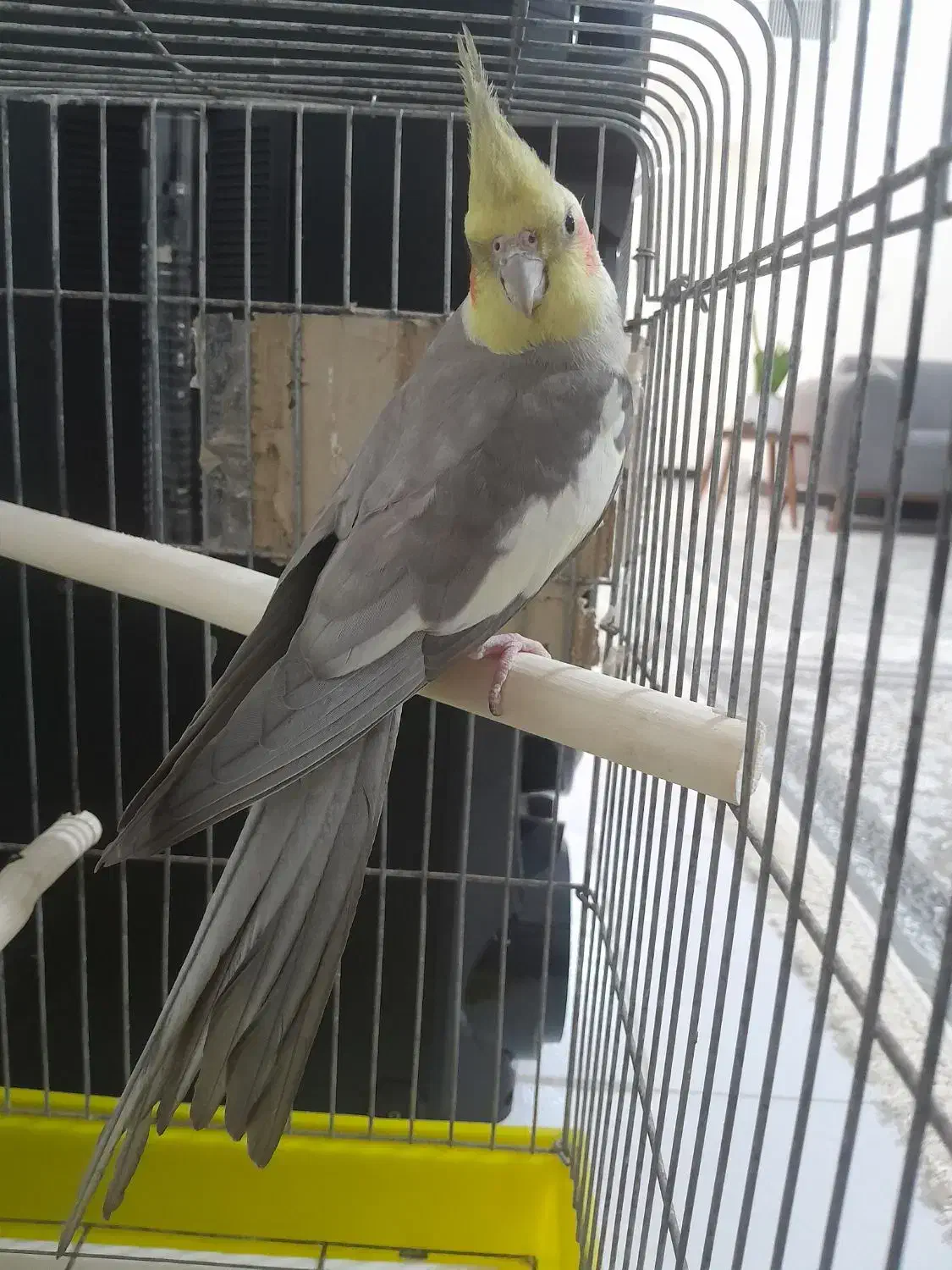 عروس هلندی سخن گو|پرنده|ماهدشت, |دیوار