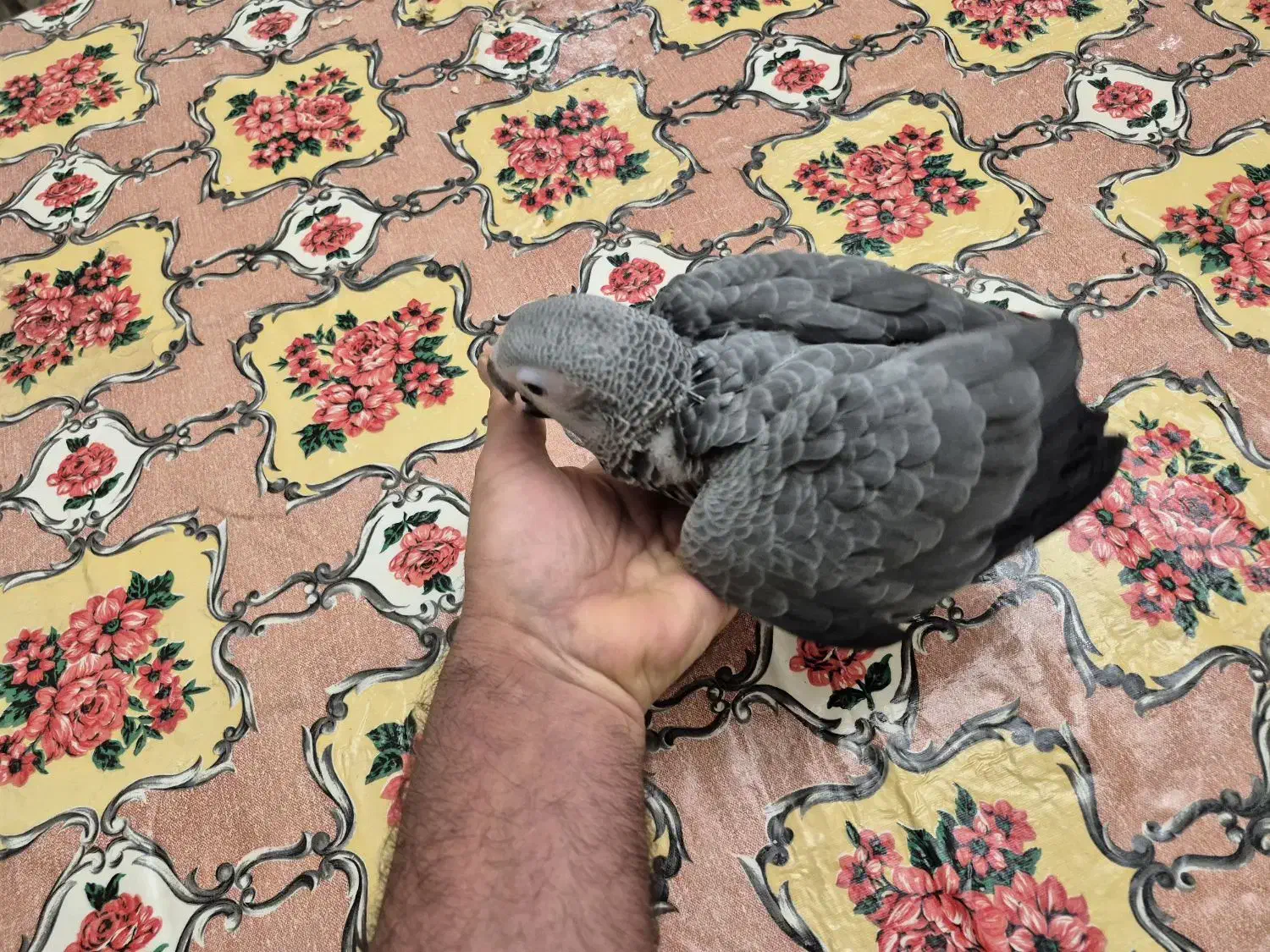جوجه کاسکو سرلاکی|پرنده|تهران, آسمان|دیوار