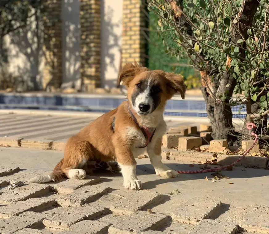 واگذاری توله سگ پاکوتاه نر|سگ|کرج, فاز ۱ مهرشهر|دیوار