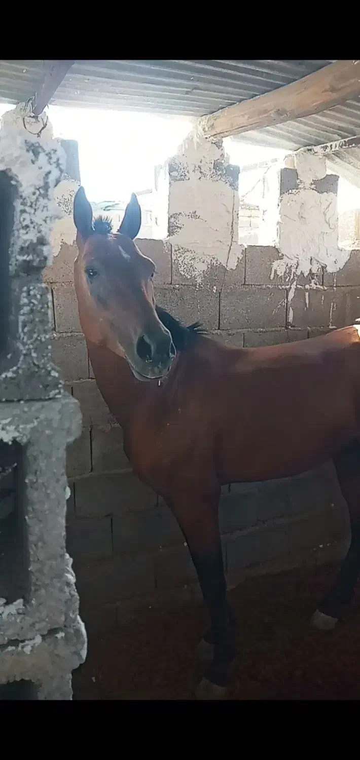 فروش نریون سیلمی ۵ساله  .کره شکاره شریف|اسب و تجهیزات اسبسواری|میمند, |دیوار