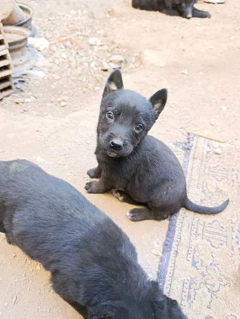 توله مالینویز|سگ|تهران, انبار نفت|دیوار