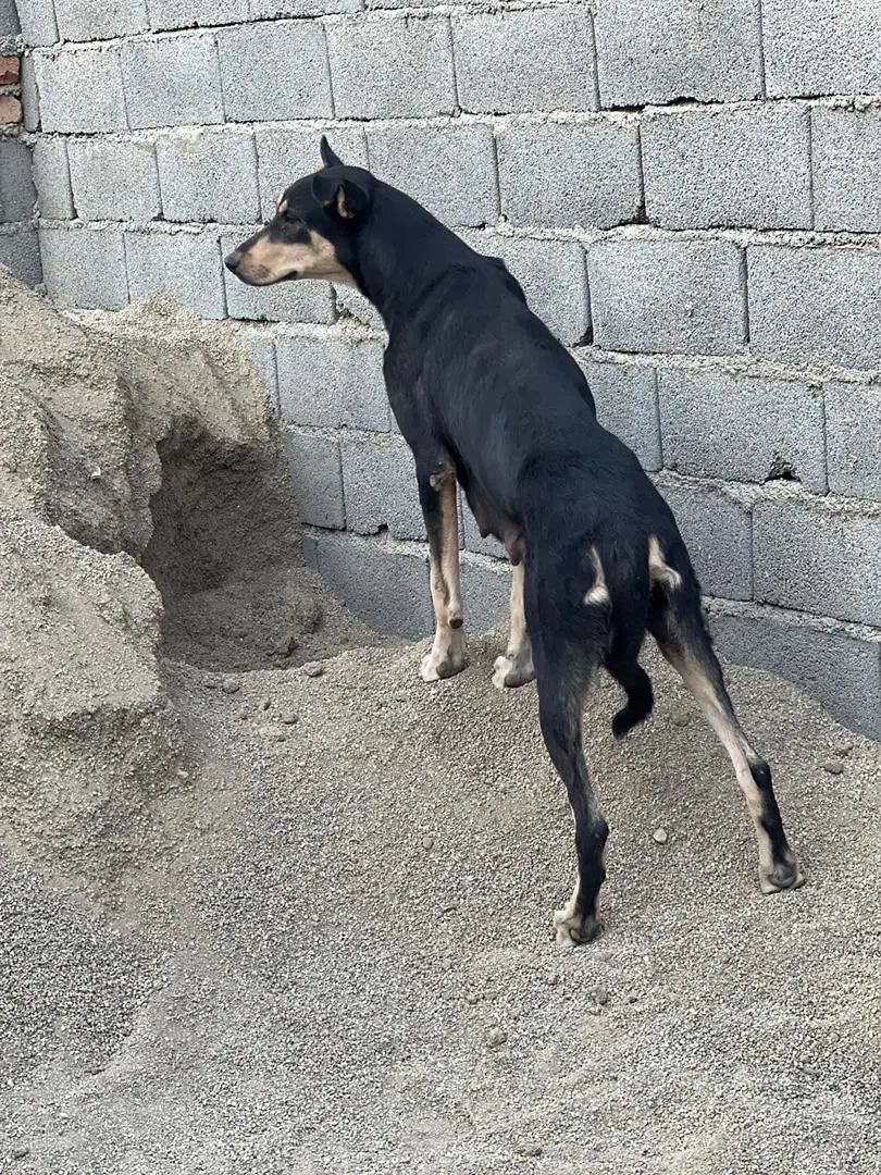 سگ دوبرمن مفت|سگ|تهران, نازیآباد|دیوار