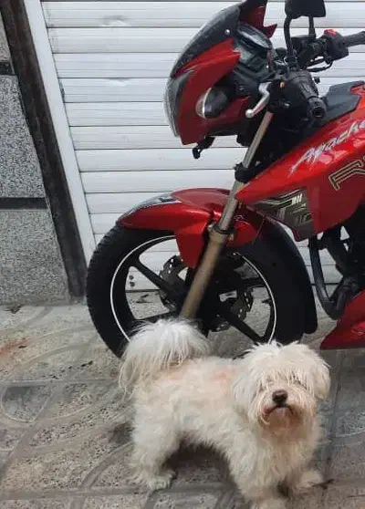 گمشده شیتزو تریر حدودا ۴ ماه پیش|حیوانات|تهران, بیسیم|دیوار