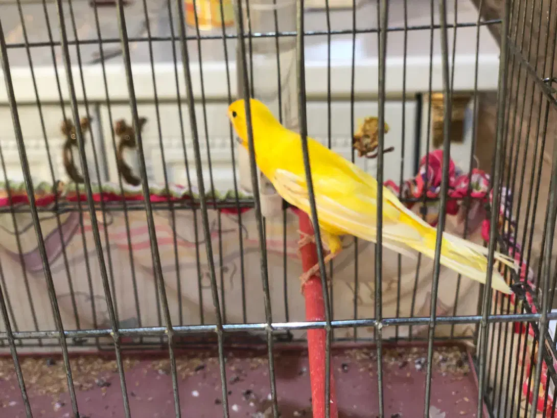 قناری نر معاوضه با سهره فنچ طوطی|پرنده|تهران, تهرانپارس شرقی|دیوار
