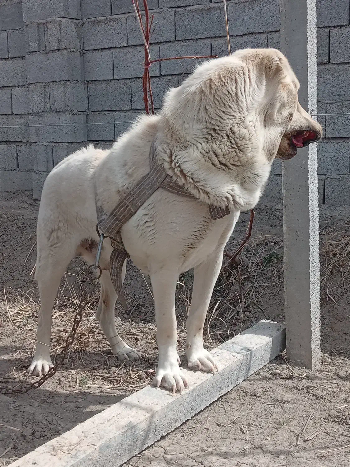 واگزاری‌سگ‌نگهبان|سگ|صومای برادوست, |دیوار