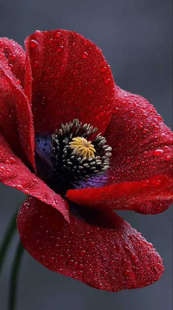 آموزش رانندگی بانوان|خدمات آموزشی|لاهیجان, لیالستان|دیوار