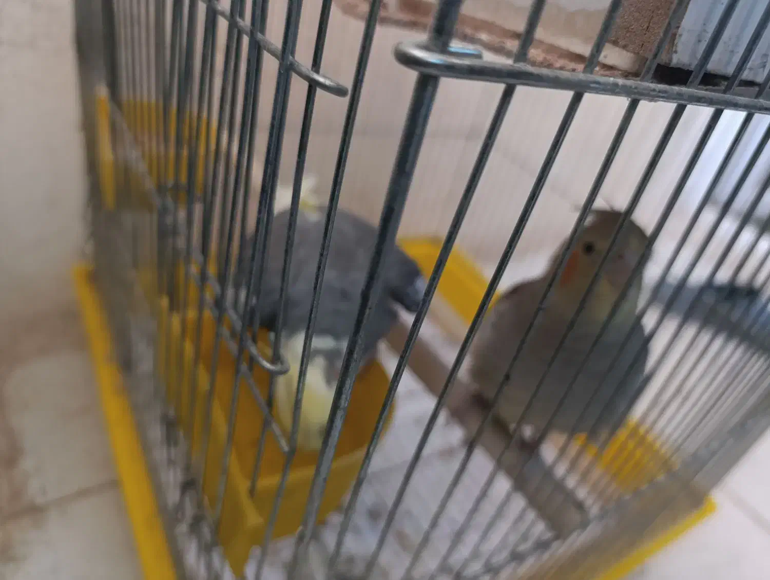 جفت نرو ماده عروس هلندی|پرنده|پاکدشت, پاکدشت (مامازند)|دیوار