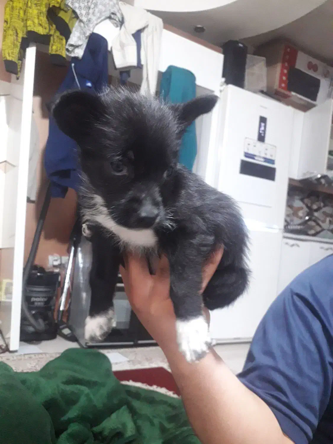 سگ سایزریز سه ماهه|سگ|مشهد, نوید|دیوار