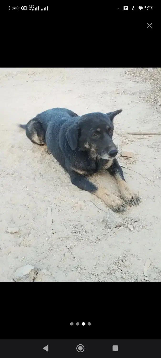 واگذاری دو قلاده سگ نگهبان|سگ|سمنان, |دیوار