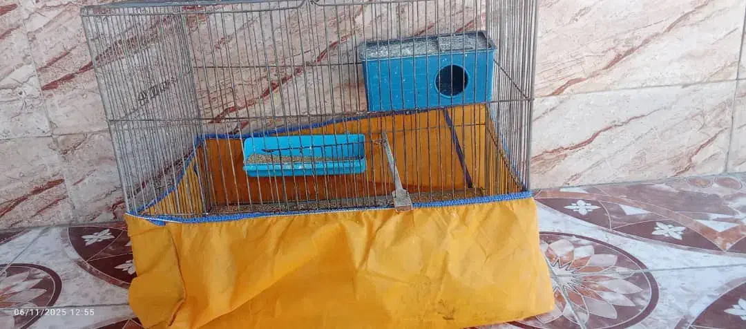 مرغ عشق|پرنده|چمران, |دیوار