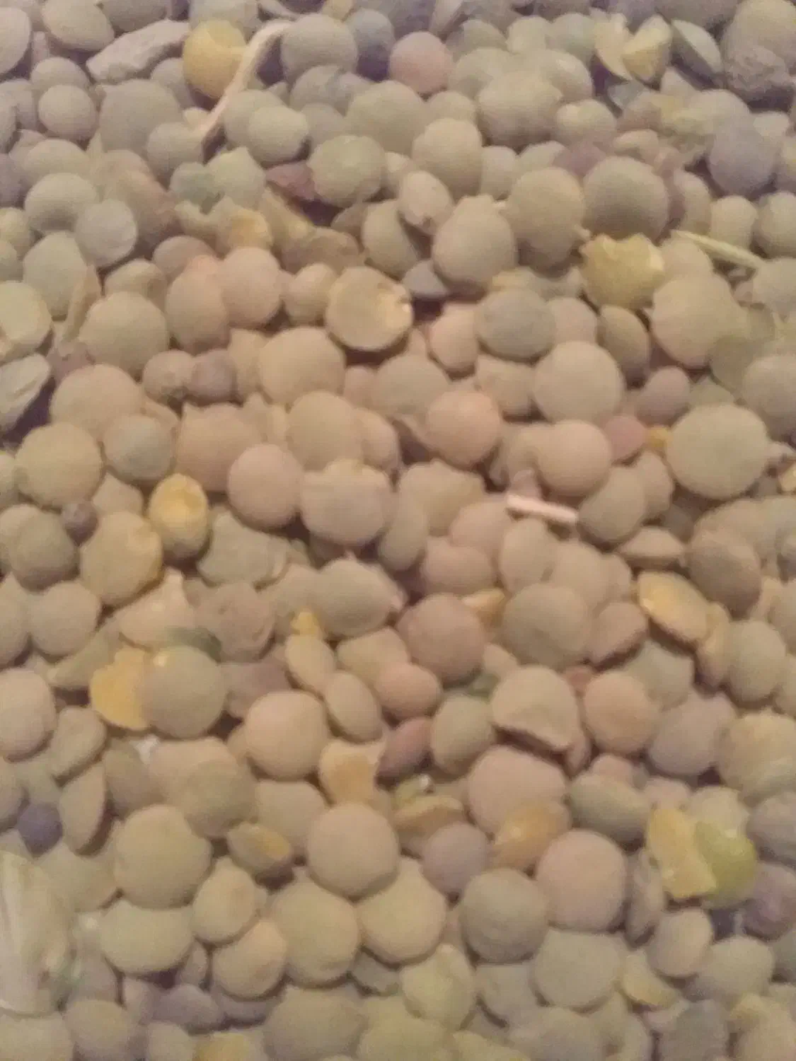 عدس زود پز و تازه|خوردنی و آشامیدنی|میانه, |دیوار