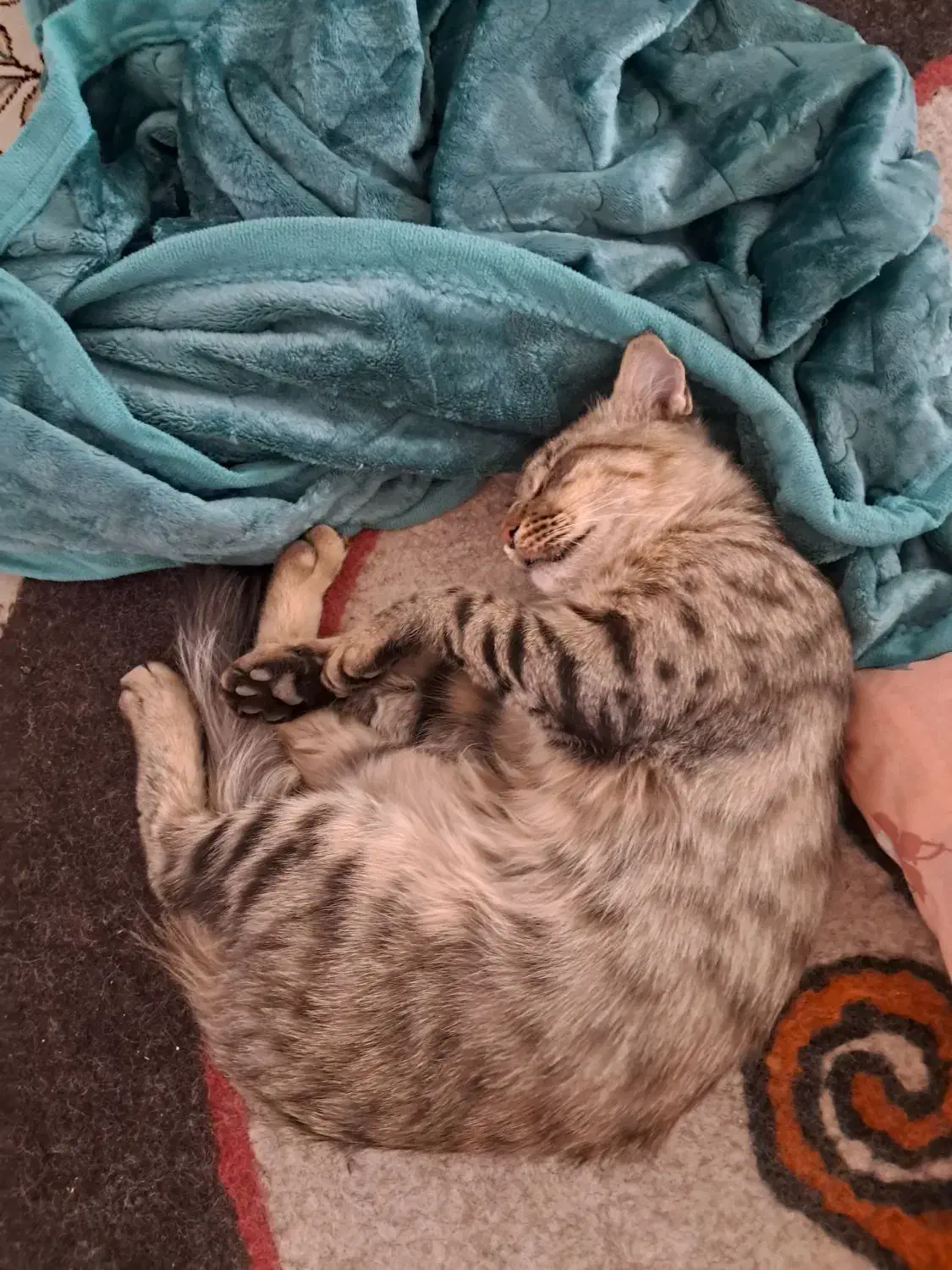 گربه فروشی 1سال و2 ماه|گربه|یاسوج, |دیوار