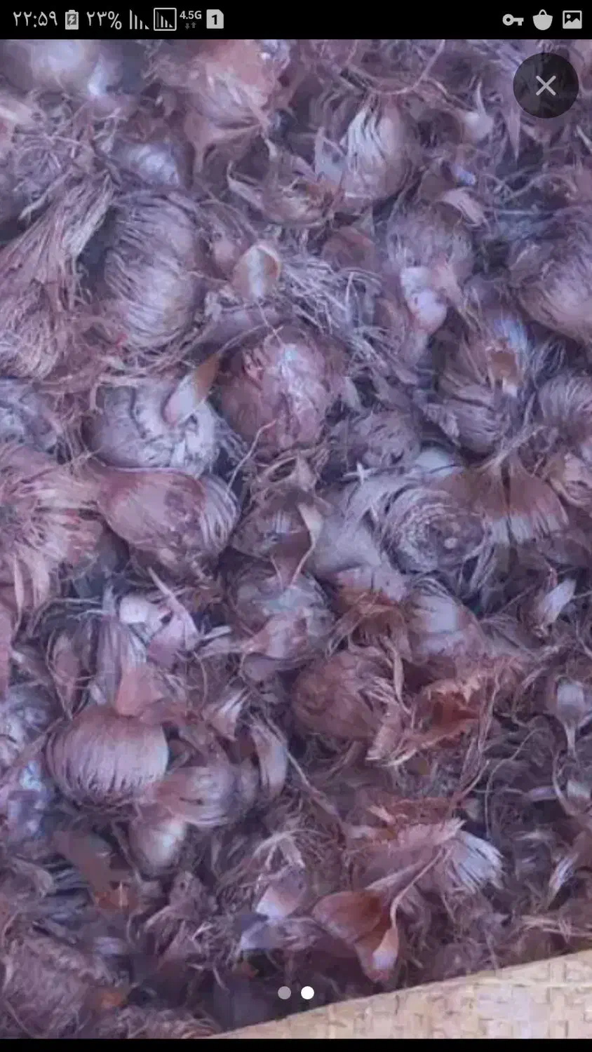 پیاز زعفران ششتمد|عمده‌فروشی|ششتمد, |دیوار