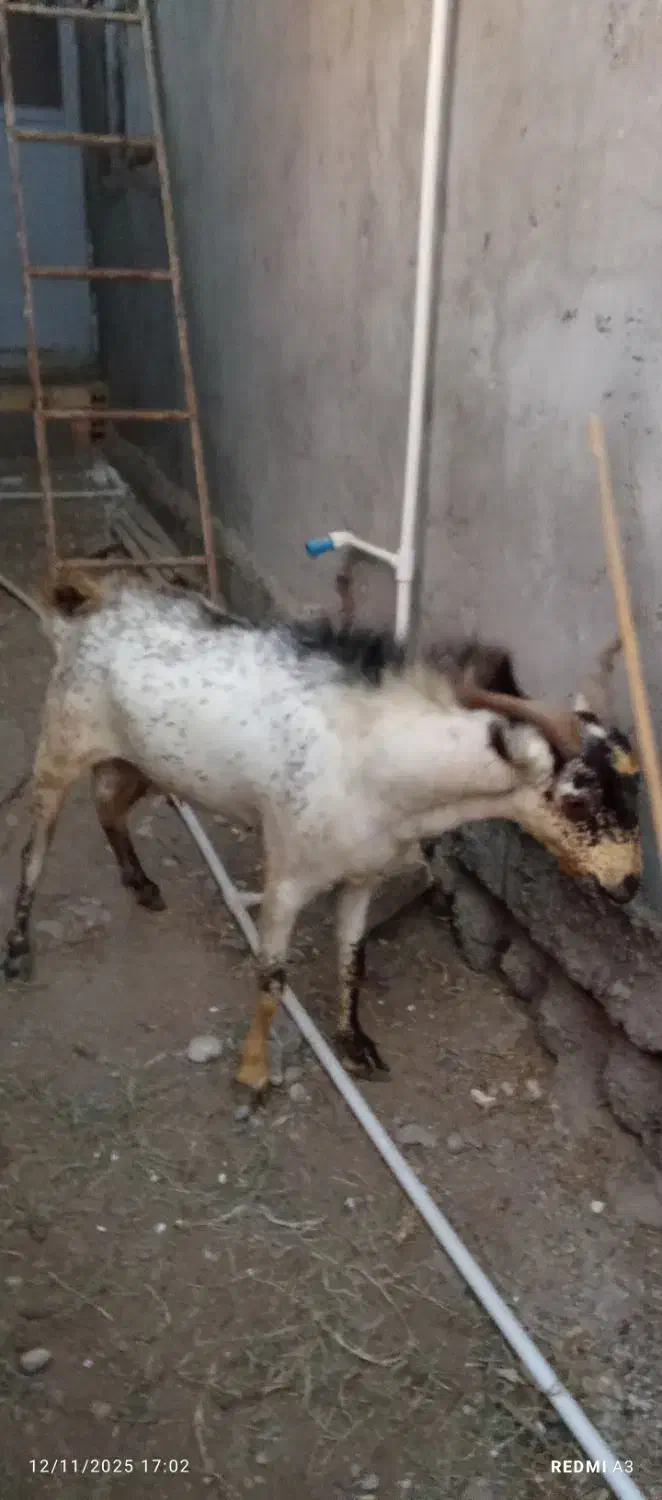 بز نر|حیوانات مزرعه|قلعه قاضی, |دیوار