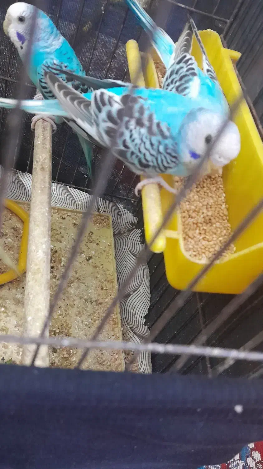 مرغ عشق|پرنده|بندر ماهشهر, |دیوار