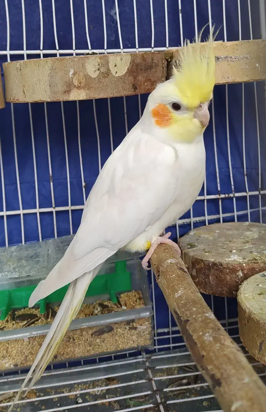 عروس هلندی لوتینو|پرنده|ساری, |دیوار