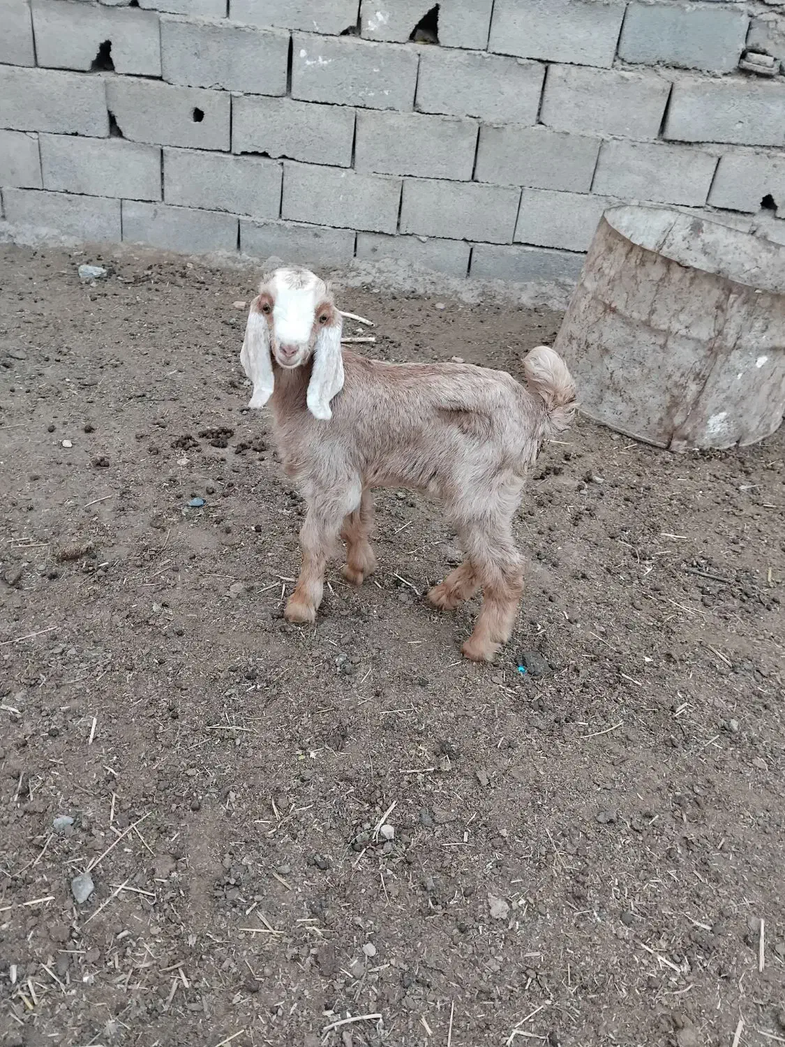 سه راس بزغاله|حیوانات مزرعه|فاضل آباد, |دیوار