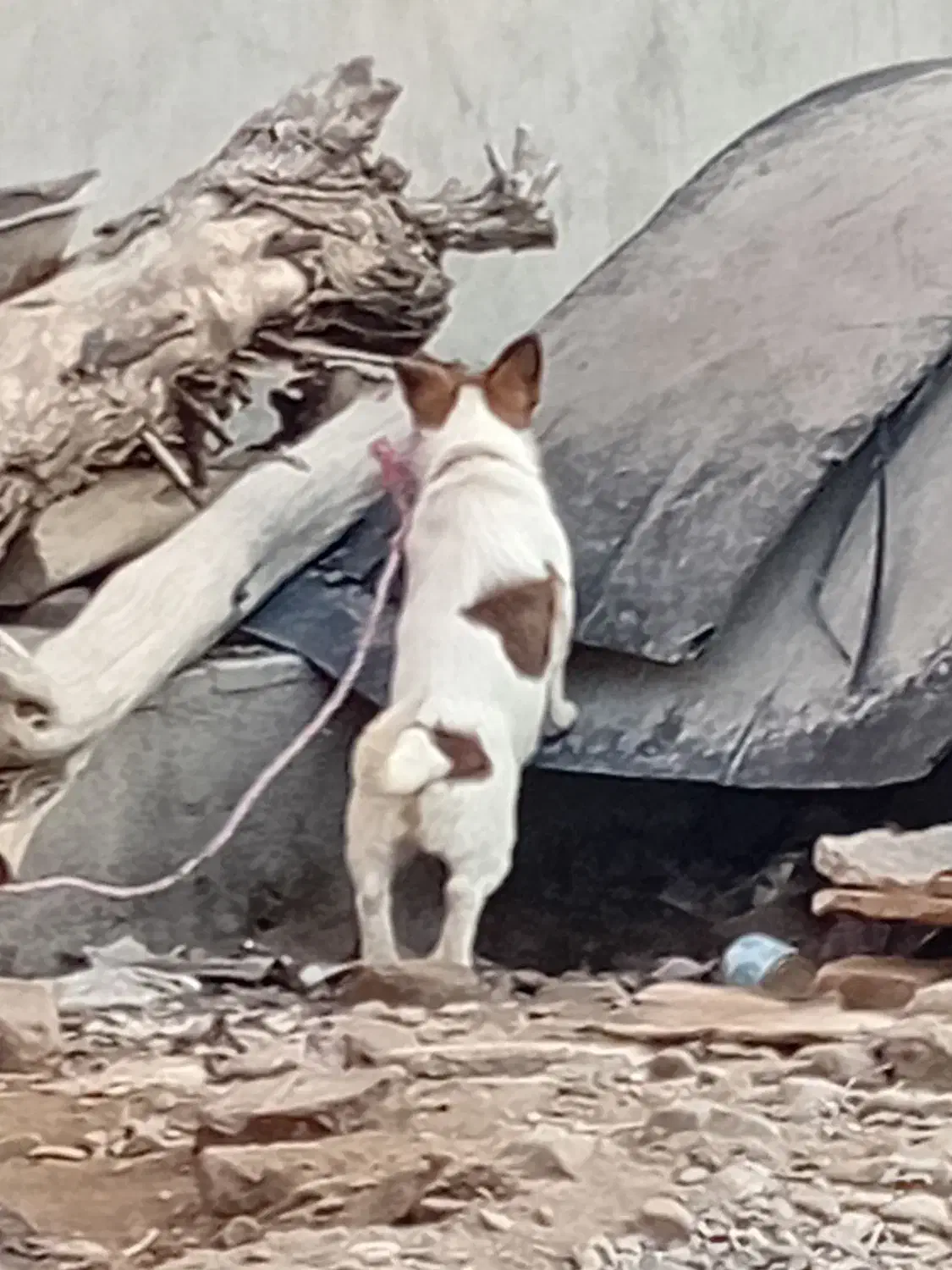 سگ.|سگ|ایرانشهر, |دیوار