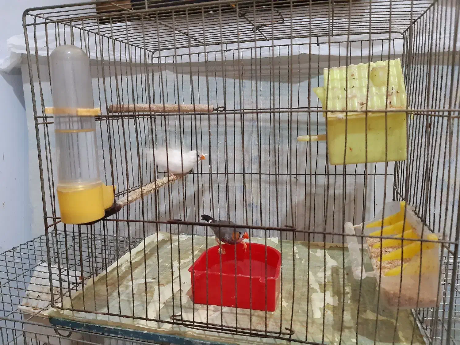 3جفت فنج با3قفس وتمام وسایل یکجاوهم جفت تکی|پرنده|پاکدشت, پاکدشت (مامازند)|دیوار