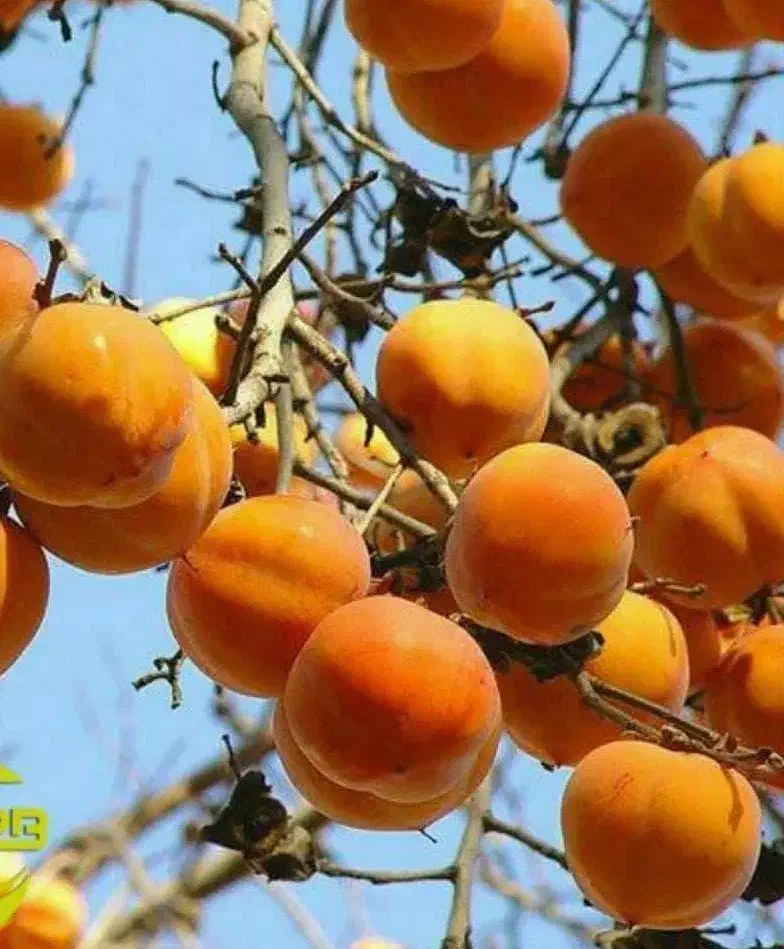 پیش فروش نهال خرمالو سیبی لیبل دار|خدمات باغبانی و درختکاری|ارد, |دیوار
