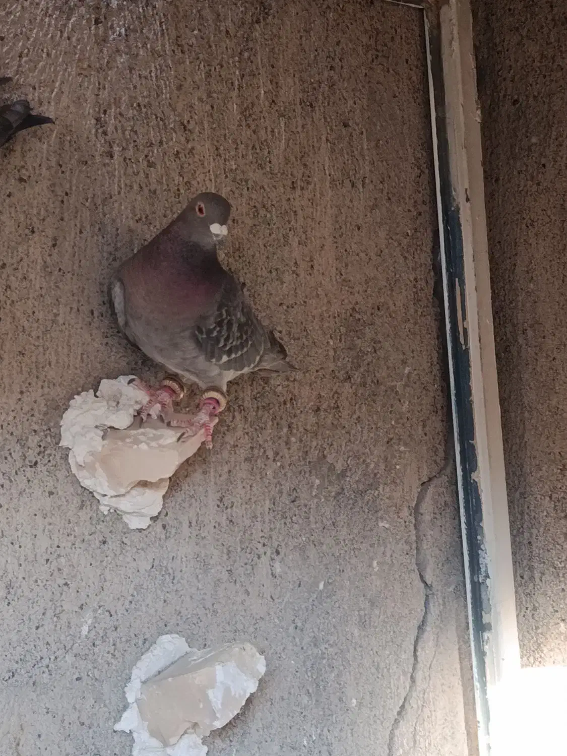 کفتر آلمانی و دورگ|پرنده|مشهد, باغ فراگرد|دیوار