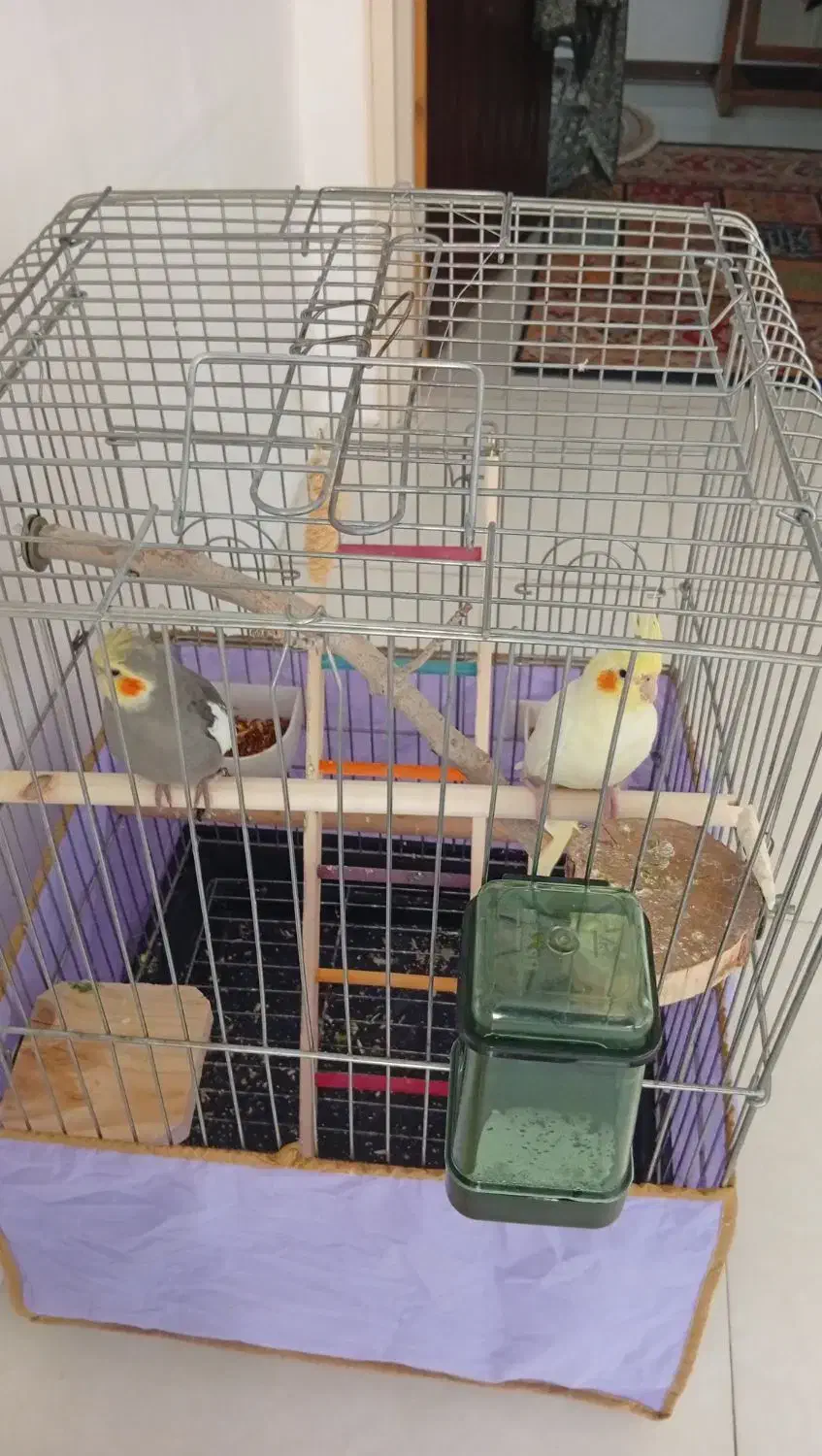 یه جفت عروس هلندی|پرنده|مشکین‌دشت, |دیوار