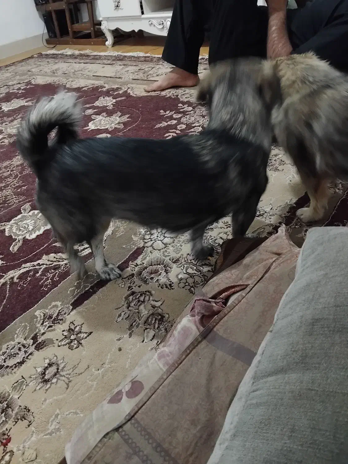 سک پاکوتاه ماده|سگ|بم, |دیوار