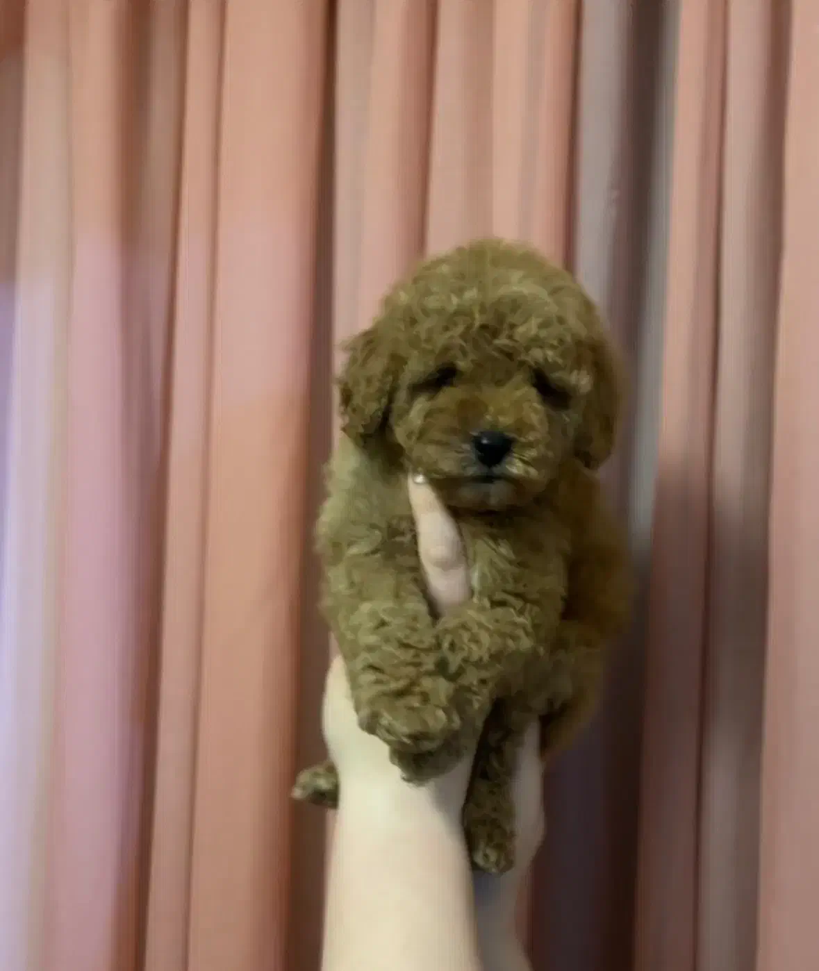 توی پودل رد نروماده|سگ|مشهد, هنرستان|دیوار