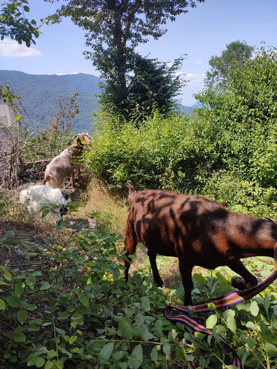 بز دورگ محلی|حیوانات مزرعه|آزادشهر, |دیوار