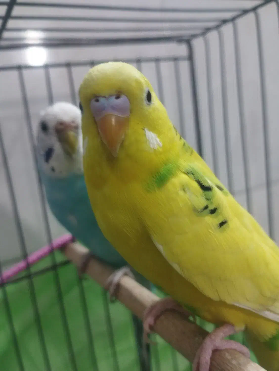 جفت مرغ عشق|پرنده|قم, نخودی|دیوار