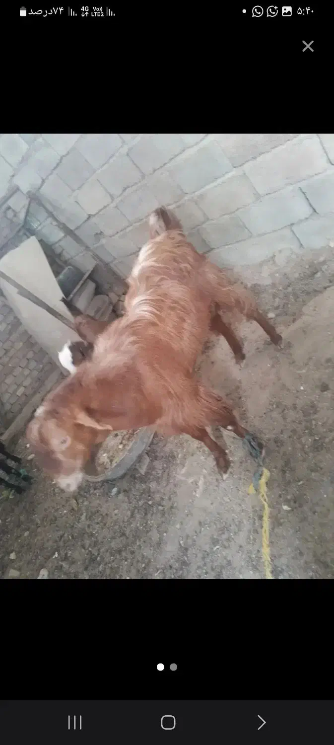 پاچن گم شده هر کی دید اطلاع بده لطفا|حیوانات|سراوان, |دیوار