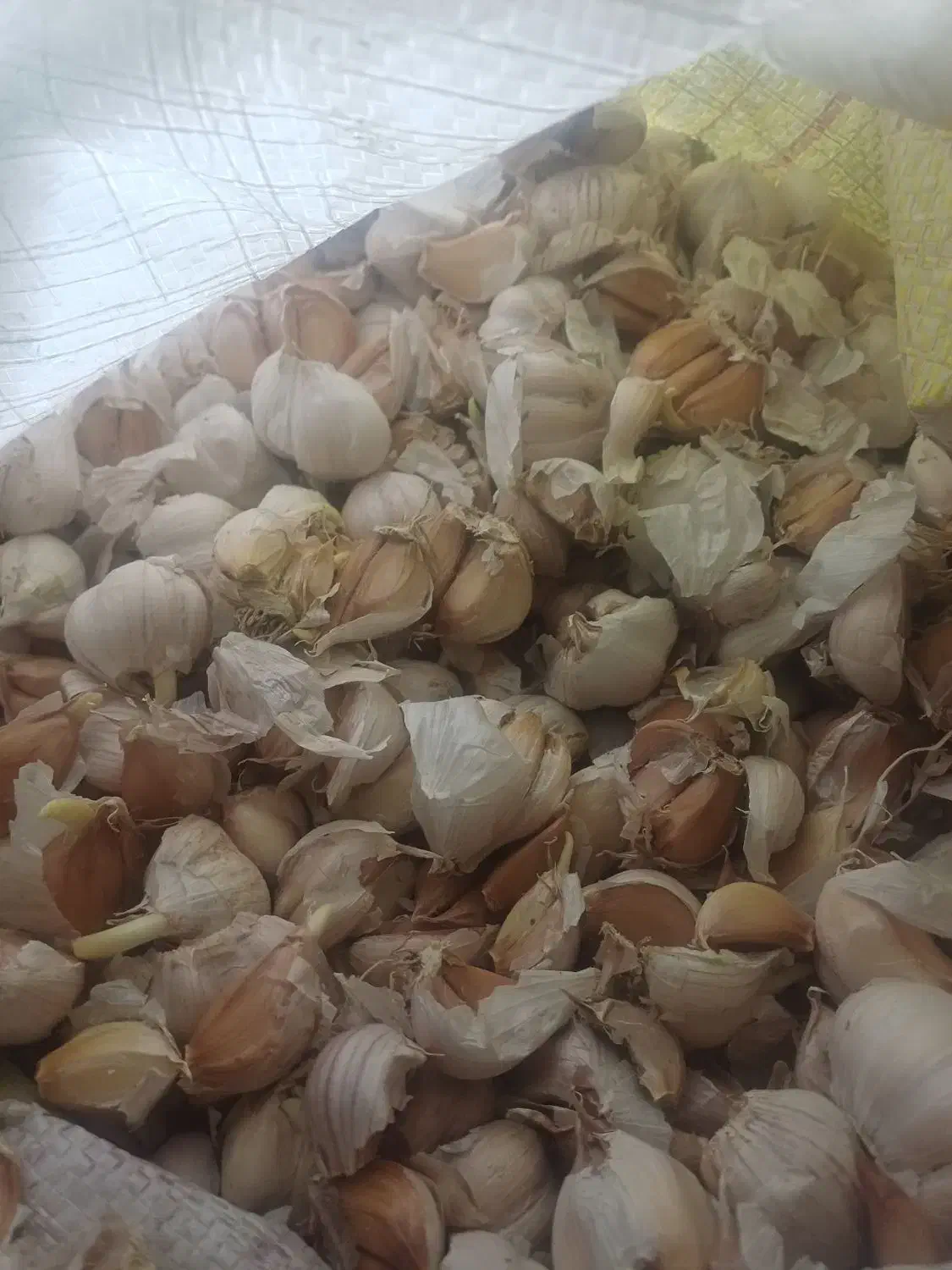 سیر محلی برای کاشت|خوردنی و آشامیدنی|تالش, جوکندان|دیوار