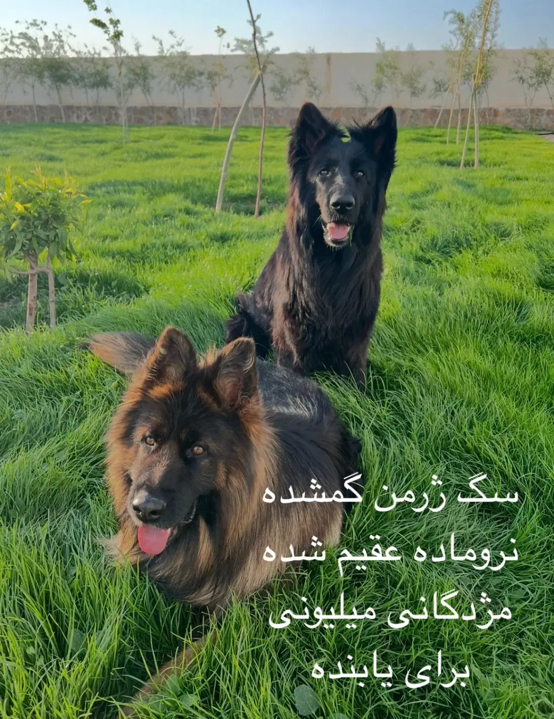 ژرمن گمشده|سگ|تربت‌حیدریه, بالا ولایت|دیوار