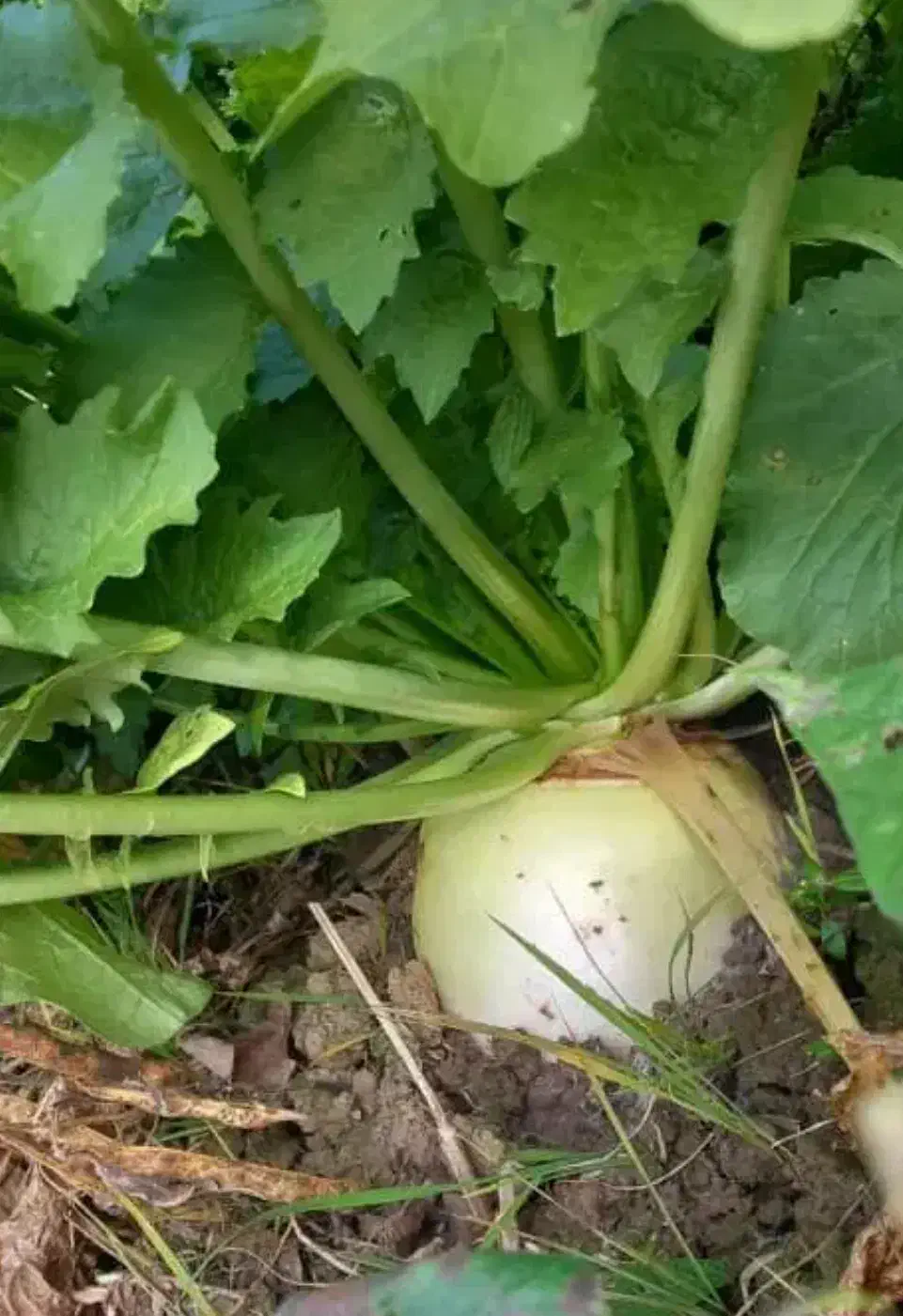 ترب برگ شیشه ای شیرین و ترد آبدار|خوردنی و آشامیدنی|تالش, هشتپر|دیوار