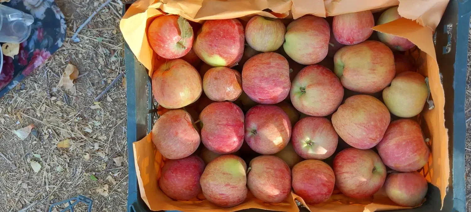 سیب قرمز وسفید درجه یک فروشی|خوردنی و آشامیدنی|تخت سلیمان, |دیوار