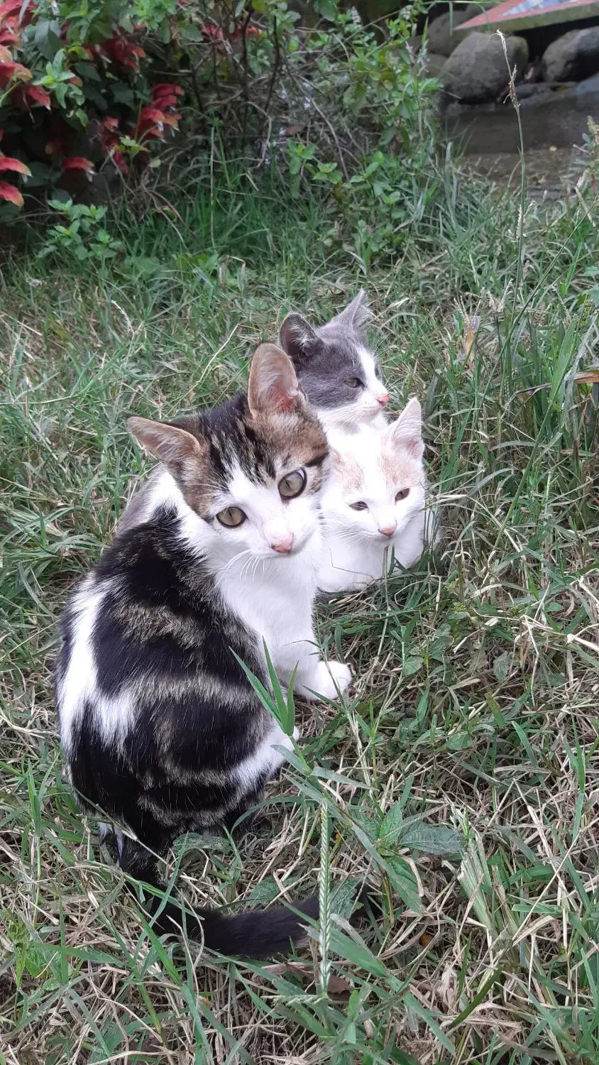 گربه|گربه|آستارا, |دیوار