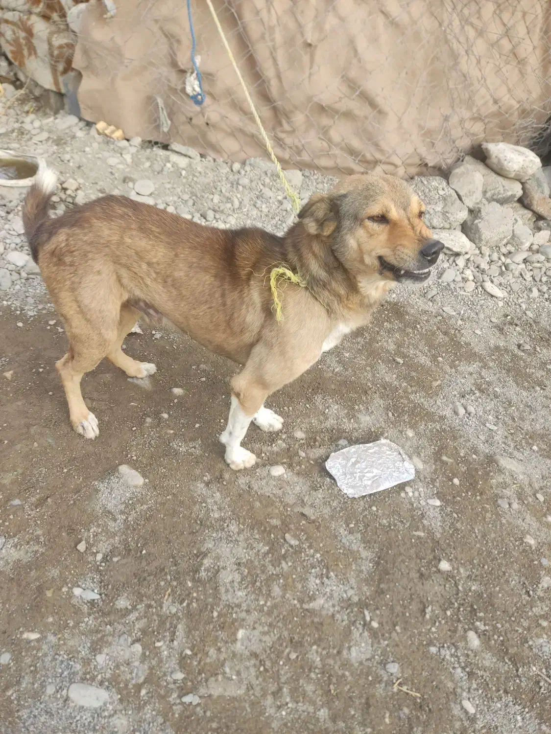 سگ نگهبان الی رودان|سگ|رودان, |دیوار