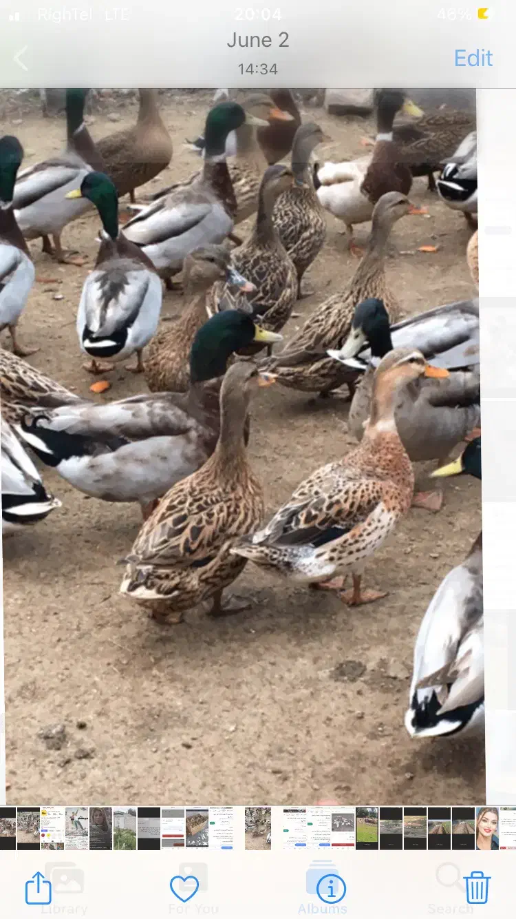 تخم اردک پروازی نطفه دار|حیوانات مزرعه|دابودشت, |دیوار