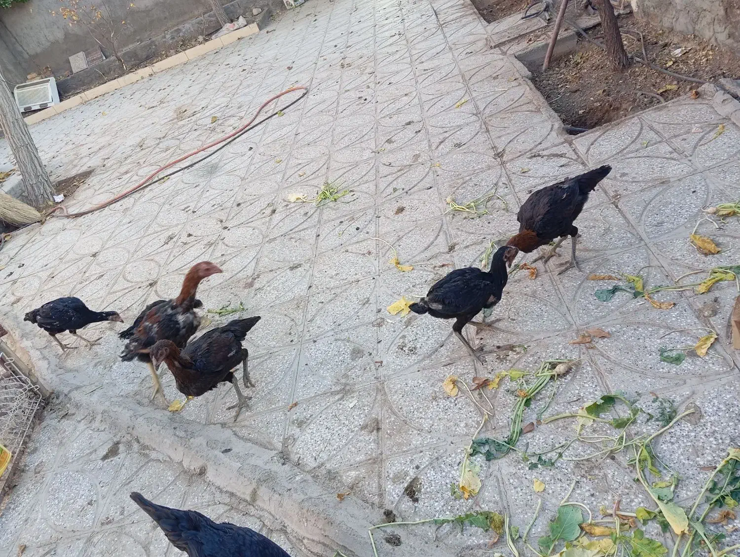 جوجه لاری|حیوانات مزرعه|بیرجند, |دیوار