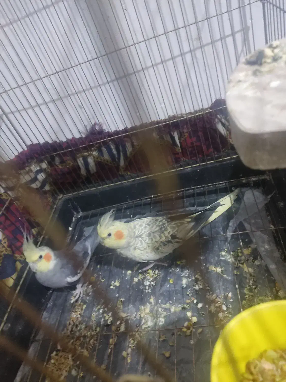 عروس هلندی مولد|پرنده|خرم‌آباد, |دیوار