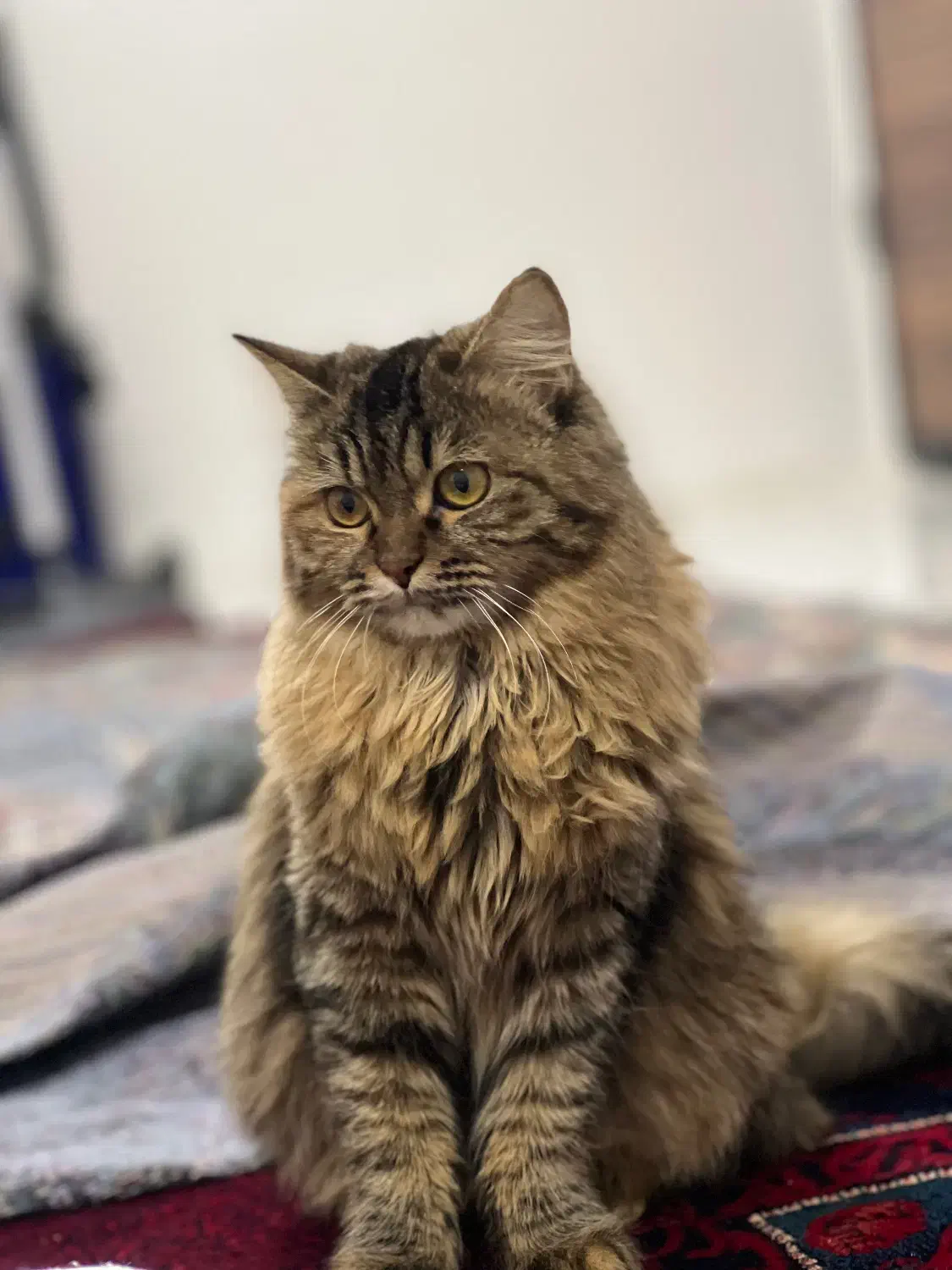 واگذاری گربه ماده|گربه|مشهد, ایثارگران|دیوار