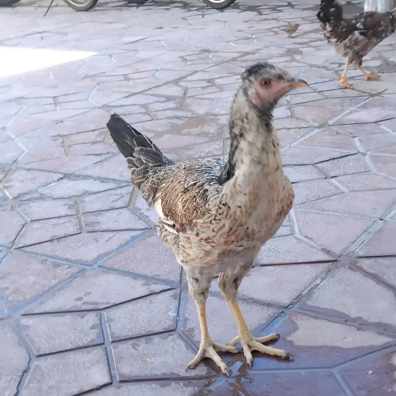 سه تا وارک ویه خروس لاری در ایلام|حیوانات مزرعه|سیوان, |دیوار