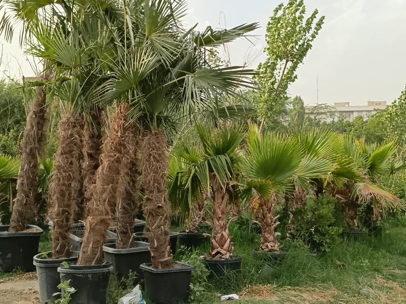لیمو نهال ترش درخت شیرین درختچه نارنج پرتقال به مو|گل و گیاه طبیعی|تهران, چیذر|دیوار