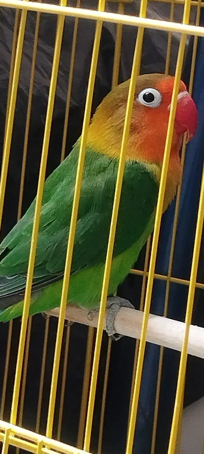 طوطی کوتوله|پرنده|خاش, |دیوار