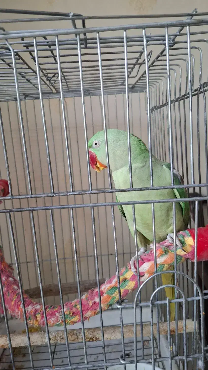 شاه طوطی|پرنده|تهران, مجیدآباد|دیوار