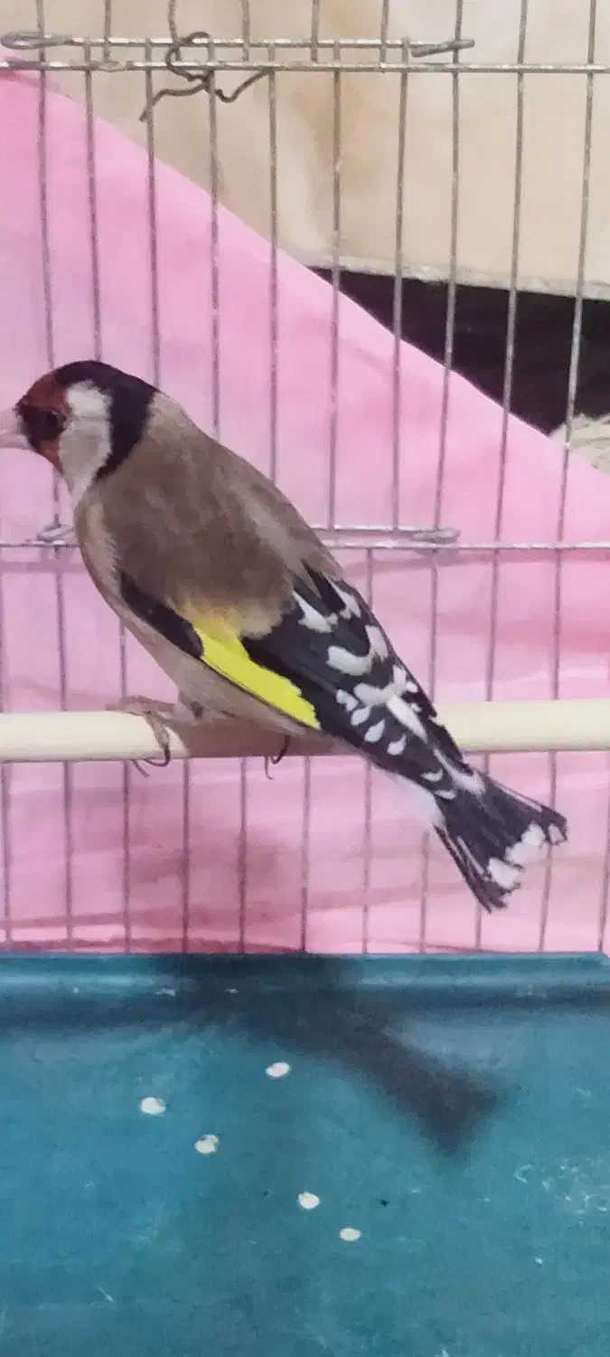 سهره|پرنده|مریوان, |دیوار