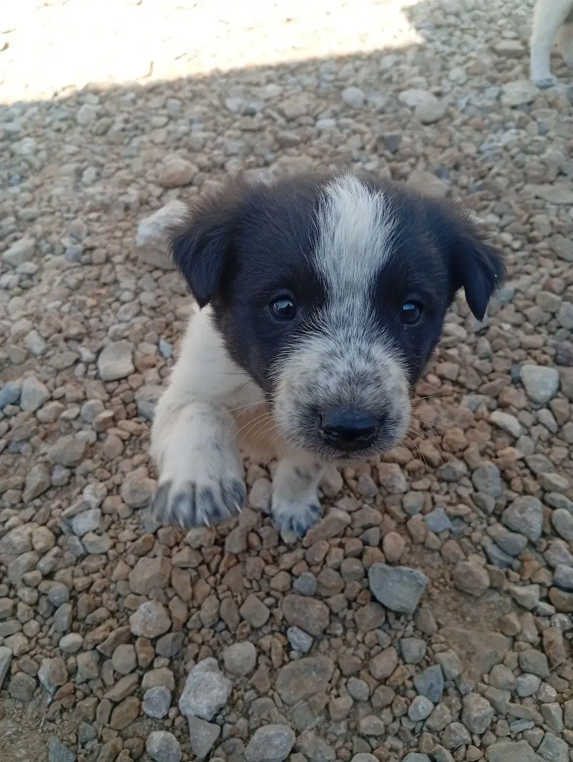 توله سگ|سگ|کربال, |دیوار