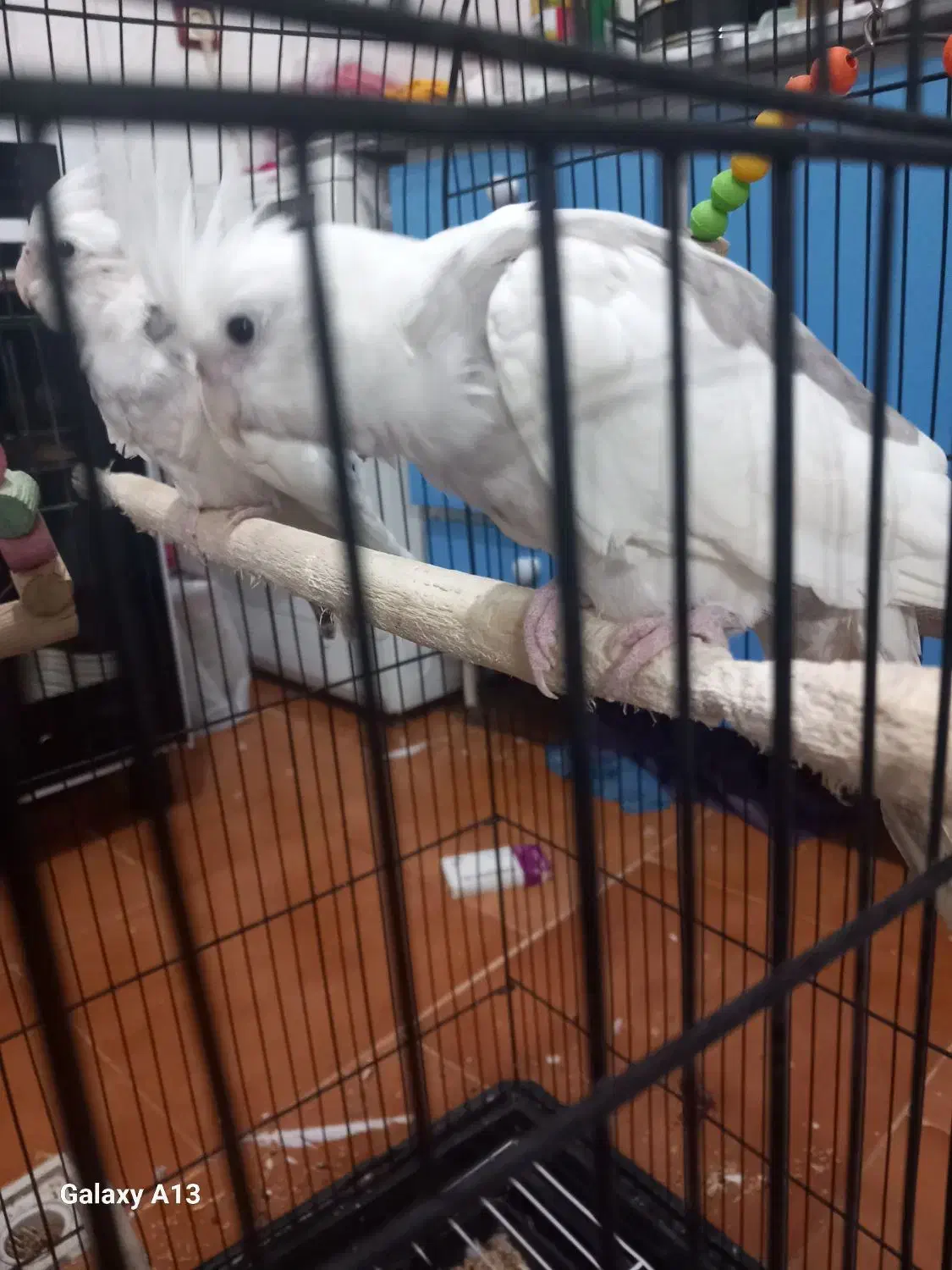 طوطی عروس|پرنده|رشت, شهرک صبا|دیوار