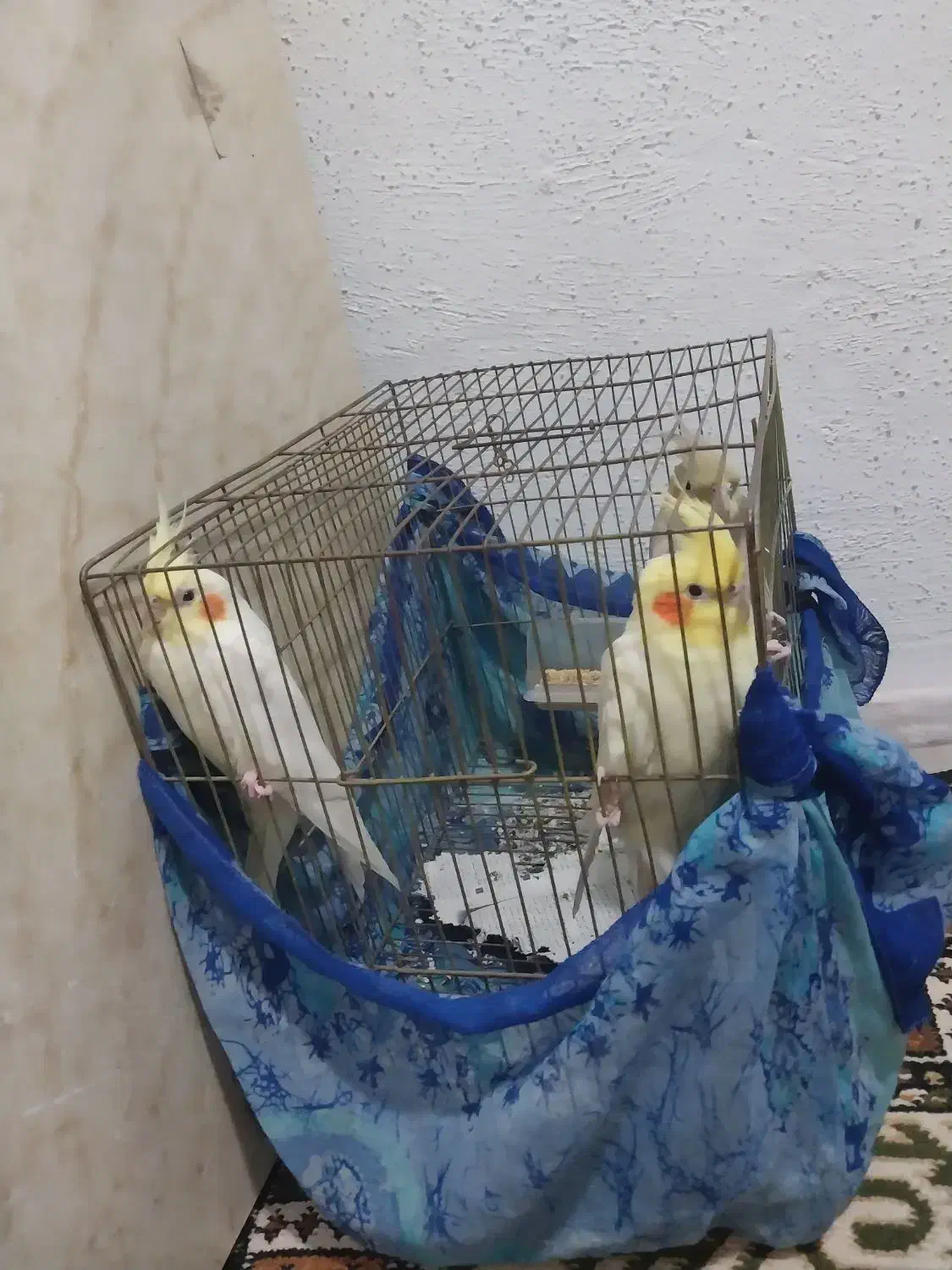 عروس هلندی|پرنده|رشت, جماران|دیوار